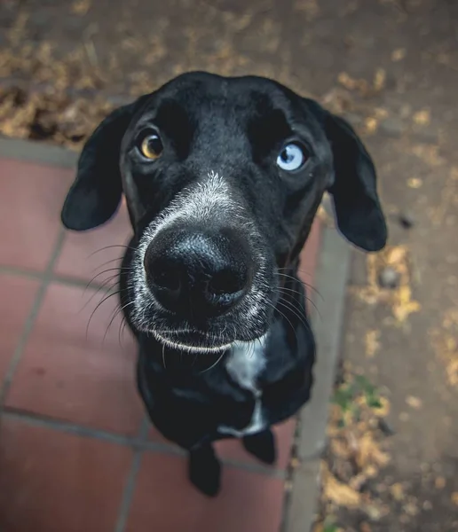 Een Verticale Close Shot Van Een Schattige Zwarte Hond Met — Stockfoto