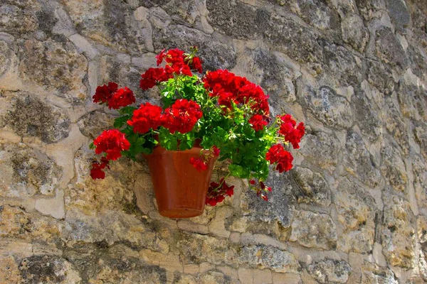 Horizontal Shot Wall Planter Filled Red Roses Outdoors Daylight — Stock Photo, Image