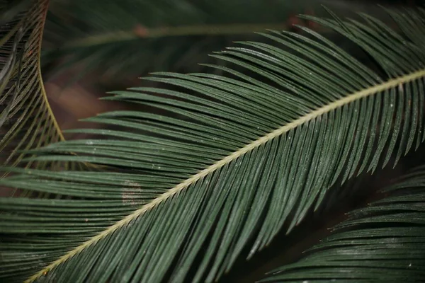 Primer Plano Una Hoja Palmera Perfecto Para Papel Pintado Fondo — Foto de Stock