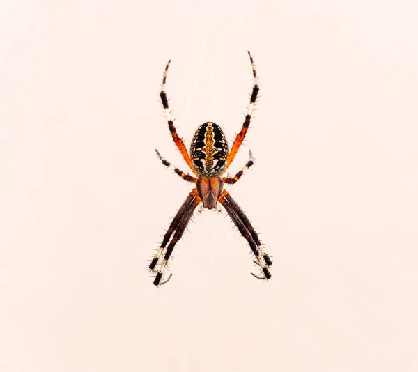 Ένα Κοντινό Πλάνο Μιας Διασταυρούμενης Αράχνης Απομονωμένης Λευκό Φόντο — Φωτογραφία Αρχείου