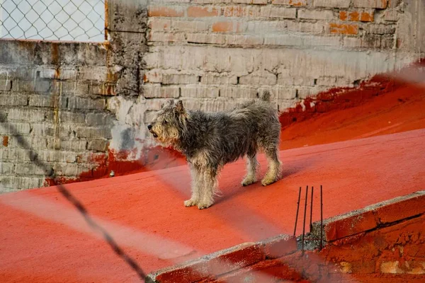 Ένα Χαριτωμένο Χνουδωτό Σκυλί Schnauzer Μια Κόκκινη Επιφάνεια Τσιμέντου — Φωτογραφία Αρχείου