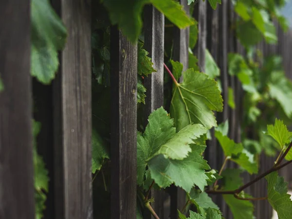 Vertical Closeup Shot Grape Leaves Wooden Fence — Stock Photo, Image