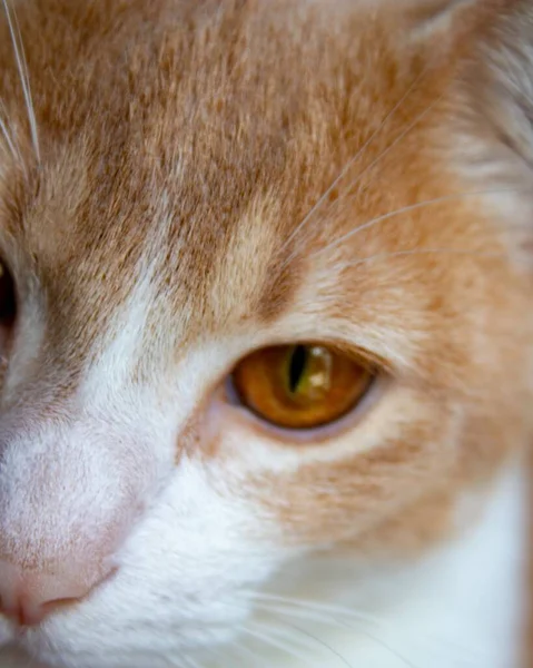 Симпатична Домашня Короткошерста Кішка Коричневими Очима — стокове фото
