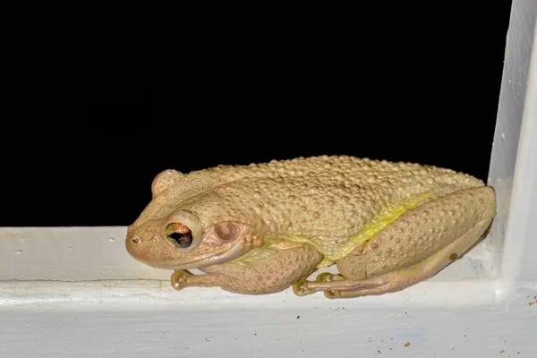 Een Close Shot Van Een Kikker Neergestreken Een Hek Maarten — Stockfoto