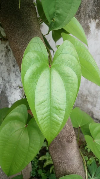 Vertical Shot Greater Yam Leaves Wood — Stock Photo, Image