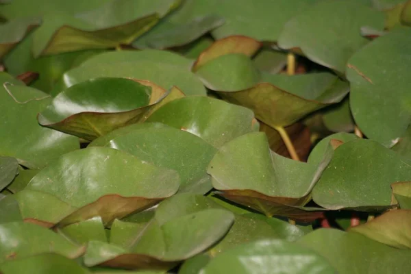 Primo Piano Della Bella Ninfee Foglie — Foto Stock