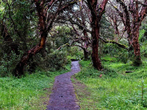 Una Strada Bagnata Nella Foresta Durante Giorno — Foto Stock