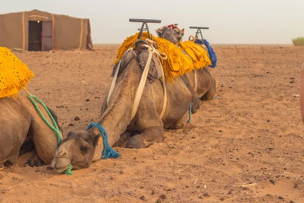 Selektiv Fokusbild Arabiska Kamelerna Vilande Sanddyner — Stockfoto