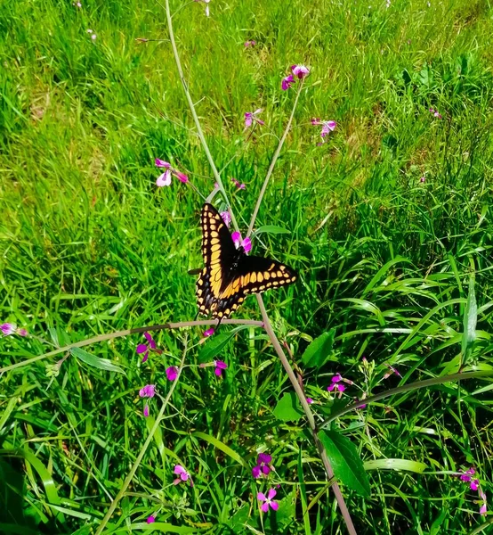 在厄瓜多尔安第斯山脉的一片田野里 一只燕尾蝶在粉色花朵中的特写 — 图库照片