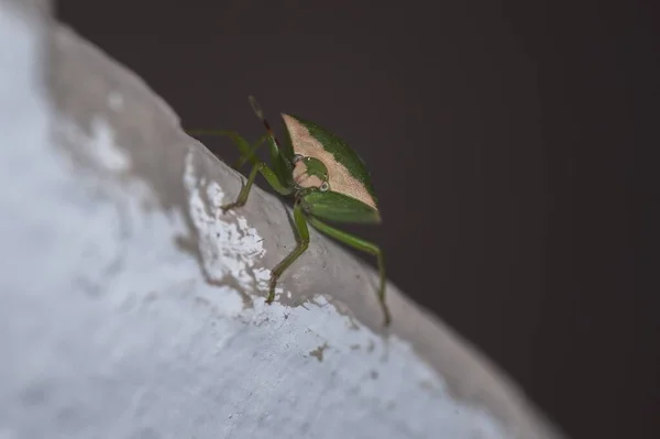 Closeup Shot Grasshopper Climbing Tree Dark Background — Stock Photo, Image