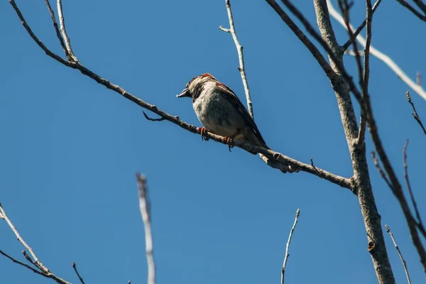 蓝天下 一只小鸟坐在树枝上的低角镜头 — 图库照片