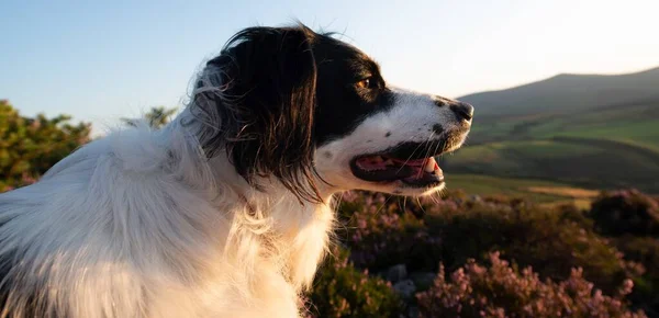 Tiro Close Springer Spaniel Galês Preto Prado Sob Luz — Fotografia de Stock