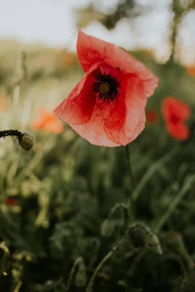 Plan Vertical Beau Coquelicot Rouge Dans Champ Lumière Jour — Photo