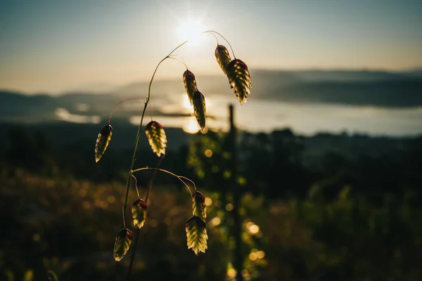 日没の間に太陽の後ろの植物のクローズアップショット — ストック写真