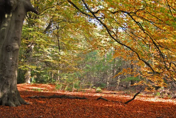 Bir Sürü Ağaç Düşen Sonbahar Yapraklarıyla Dolu Güzel Bir Park — Stok fotoğraf