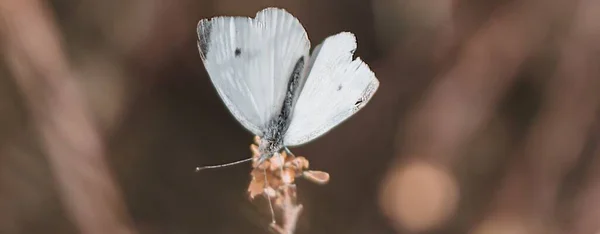 Panoramic Selective Focus Shot White Butterfly Perfect Background — Stock Photo, Image