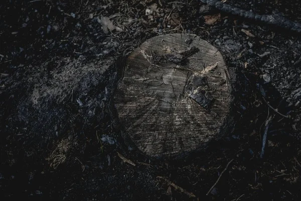 Árbol Cortado Quemado Con Hierba Negra Quemada Bosque —  Fotos de Stock