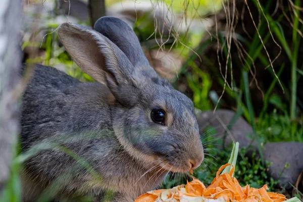在模糊的背景下 一张可爱兔子吃胡萝卜剥皮的特写照片 — 图库照片