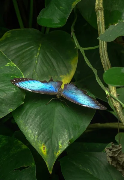 Plan Vertical Papillon Morpho Bleu Sur Une Feuille Verte — Photo