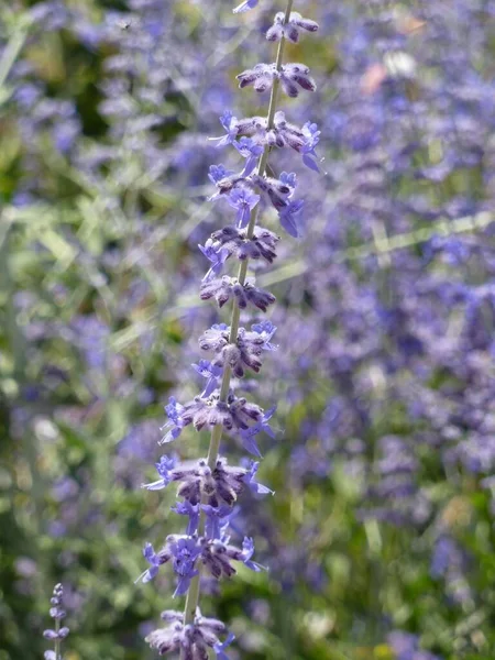 Een Closeup Shot Van Een Russische Wijze Bloem Een Veld — Stockfoto