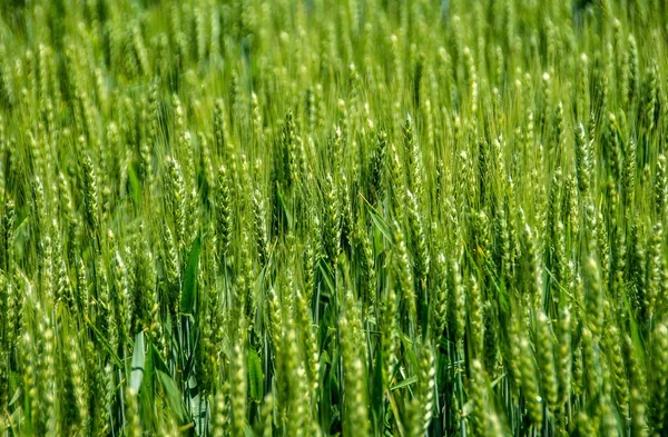 Eine Hochwinkelaufnahme Eines Grünen Weizenfeldes Sonnenlicht — Stockfoto