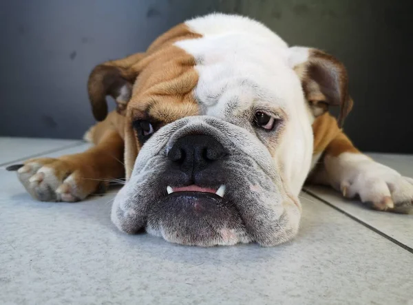 Een Extreme Close Van Een Schattige Boze Bulldog Liggend Vloer — Stockfoto