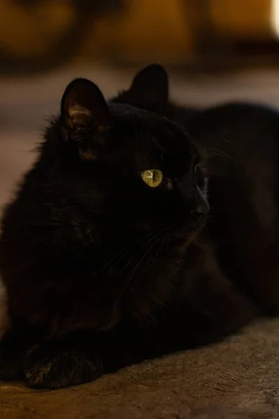 Ένα Κάθετο Πλάνο Μιας Μαύρης Γάτας Πράσινα Μάτια — Φωτογραφία Αρχείου