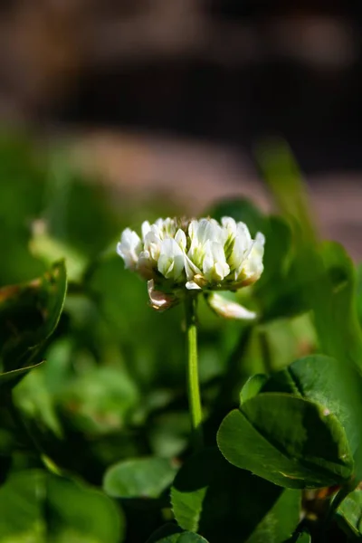 Closeup Shot White Flower Blurred Background — Stock Photo, Image