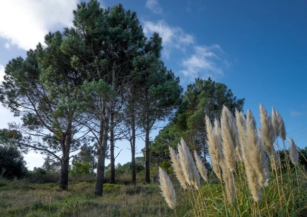 Beautiful Shot Growing Plants Trees Daytime Sunlight — Stock Photo, Image