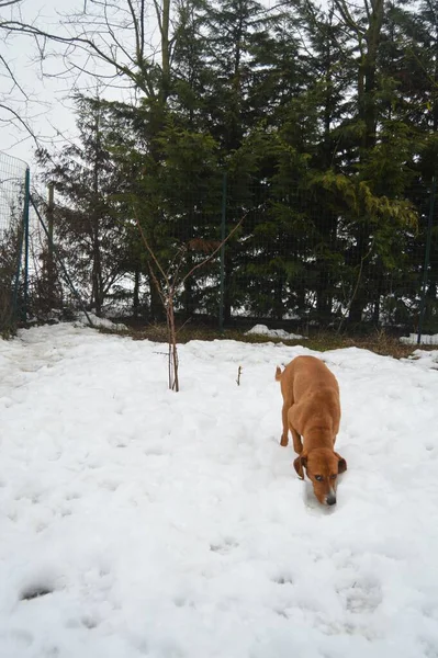 Американский Коричневый Пёс Снегу Зимой — стоковое фото