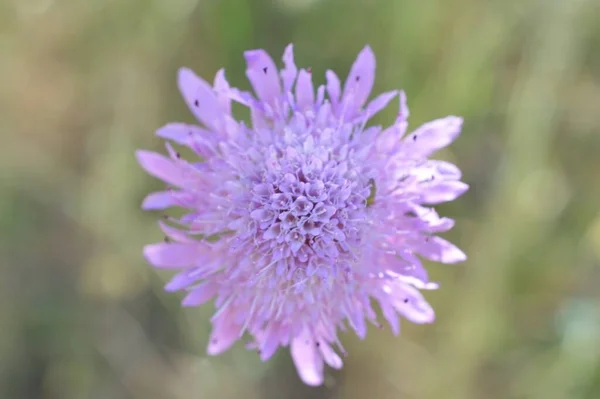 昼間に庭で紫色のスカビの花のマクロショット — ストック写真