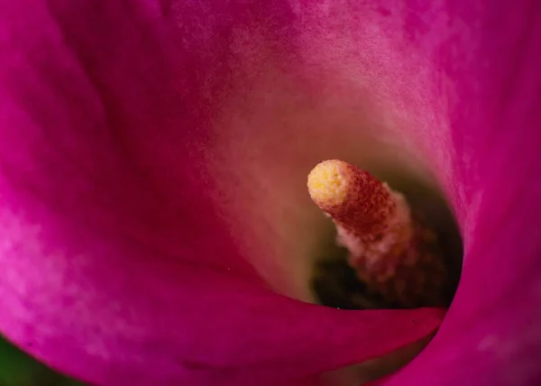 Tiro Macro Uma Bela Flor Rosa Calla — Fotografia de Stock