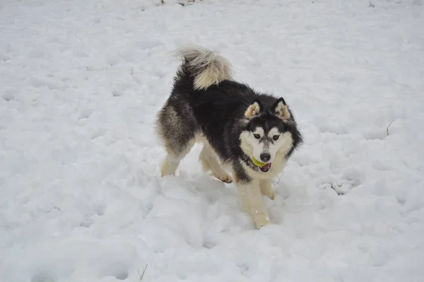 Ein Schöner Siberian Husky Hund Winter — Stockfoto