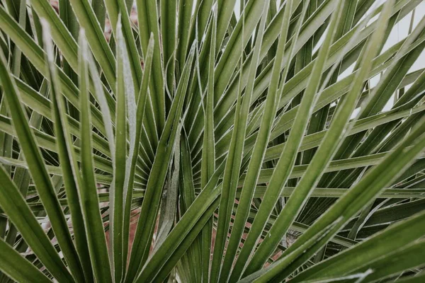 Een Selectieve Focus Shot Van Een Groene Plant Met Grote — Stockfoto