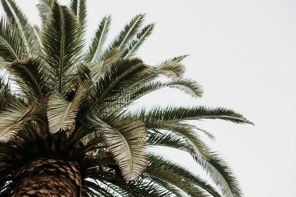 Een Close Shot Van Palmbomen Geïsoleerd Bewolkte Hemel Achtergrond Perfect — Stockfoto