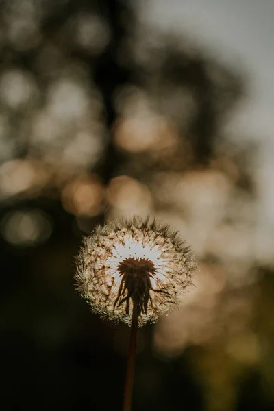 Tiro Vertical Uma Mão Segurando Dente Leão Com Luzes Bokeh — Fotografia de Stock