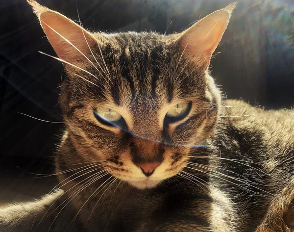 Belo Gato Peludo Com Padrões Olhos Verdes Deitados Chão Brilhando — Fotografia de Stock