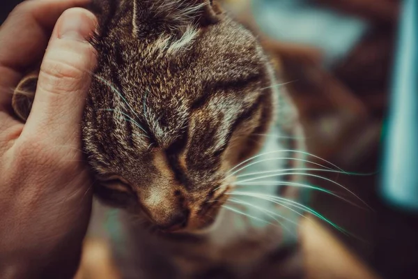 Sebuah Foto Close Dari Seseorang Menepuk Kucing — Stok Foto