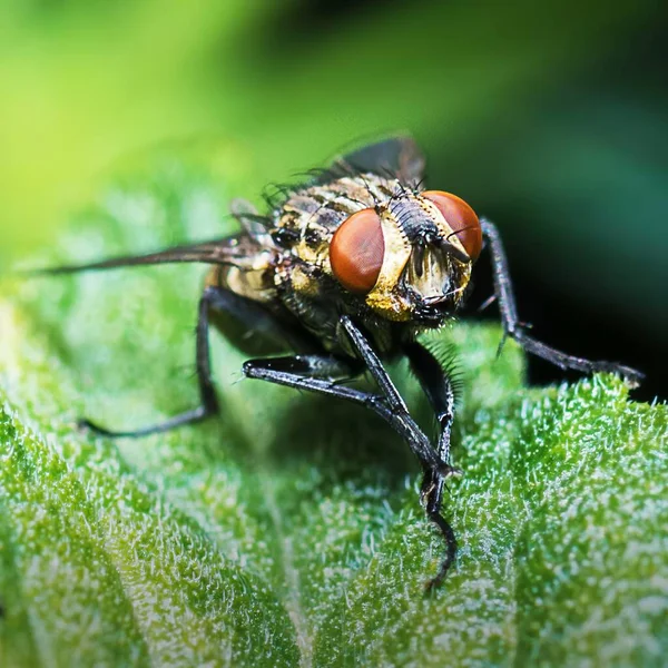 Nahaufnahme Einer Fliege Auf Einem Grünen Blatt Mit Verschwommenem Hintergrund — Stockfoto