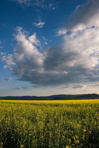Kırsaldaki Bulutlu Gökyüzünün Altında Sarı Çiçekli Güzel Bir Tarlanın Dikey — Stok fotoğraf