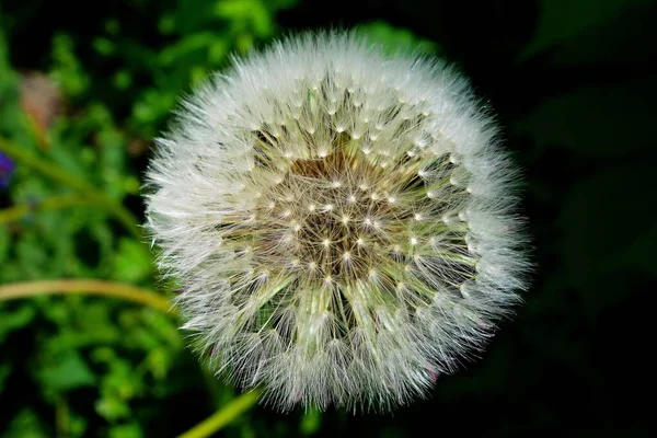 Fotografie Macro Unei Frumoase Flori Păpădie Albă Înconjurată Frunze Verzi — Fotografie, imagine de stoc