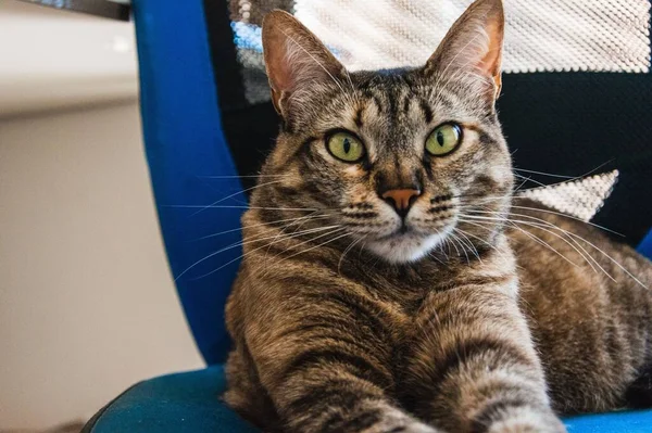 Uroczy Brązowy Kot Wzorami Zielonymi Oczami Leżący Niebieskim Krześle — Zdjęcie stockowe