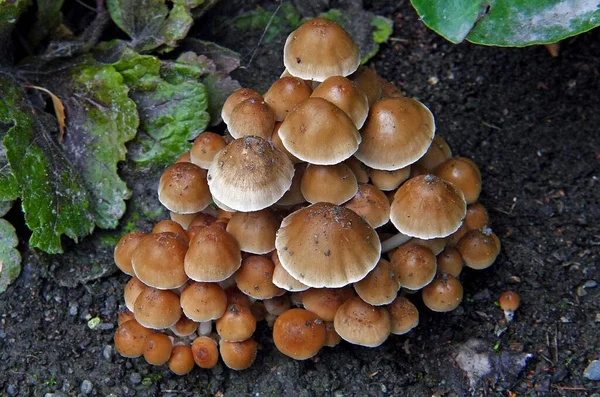 Les Petits Champignons Coprinellus Micaceus — Photo