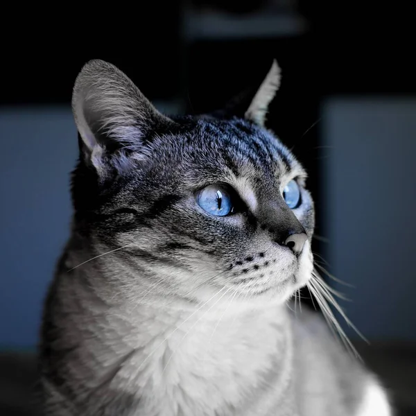 Ytlig Fokusbild Blåögd Inhemsk Korthårig Katt — Stockfoto