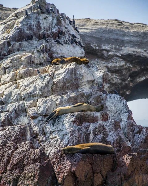 Disparo Vertical Adorables Focas Piel Pájaros Descansando Sobre Las Rocas — Foto de Stock