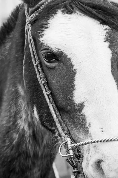 Grå Bild Häst Med Vit Päls Pannan — Stockfoto