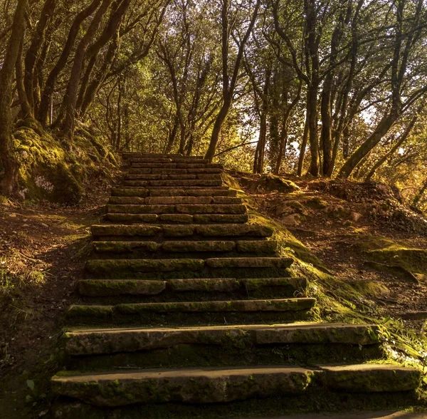 Tiro Baixo Ângulo Escadas Cercado Por Árvores Pôr Sol Tarde — Fotografia de Stock