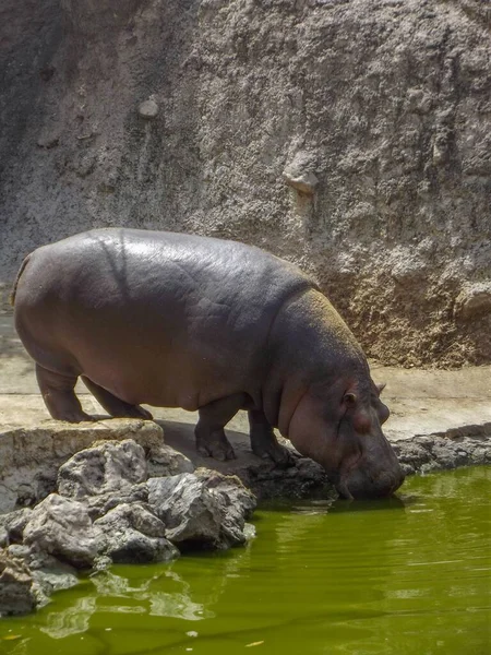 Een Close Opname Van Een Nijlpaard Drinkwater Uit Het Meer — Stockfoto