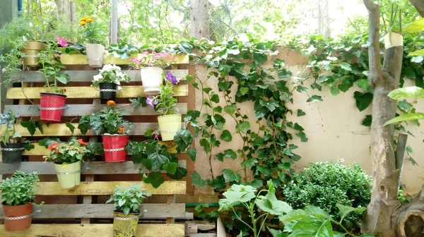 A variety of plants in buckets attached to the wooden pieces on the wall