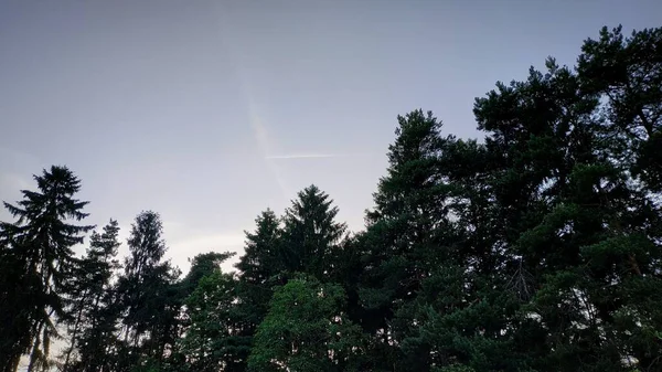 Colpo Basso Angolo Grandi Alberi Verdi Cielo Limpido Concetto Sfondo — Foto Stock